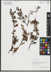 Foto von Salix retusa L.